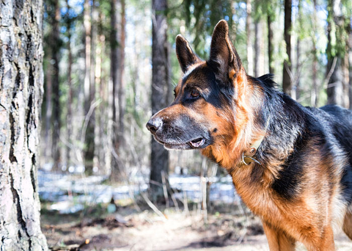 Opvoeding van een Duitse herder puppy
