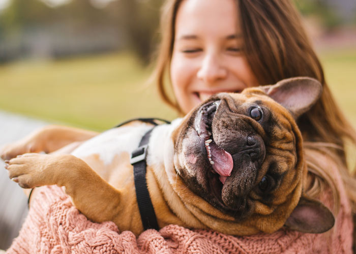 De opvoeding van Franse bulldog puppy's