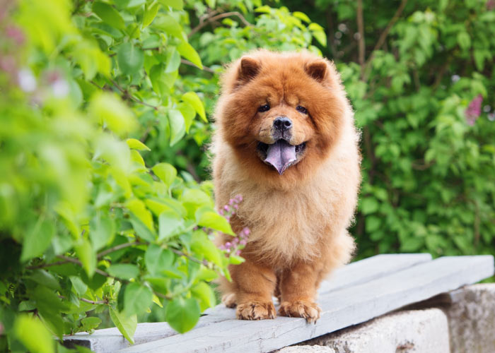 De chowchow rasvereniging