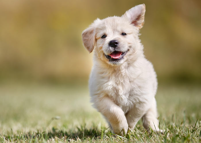 pijp borstel klink Golden retriever (puppy info, geschiedenis, karakter) - Puppygroep.nl