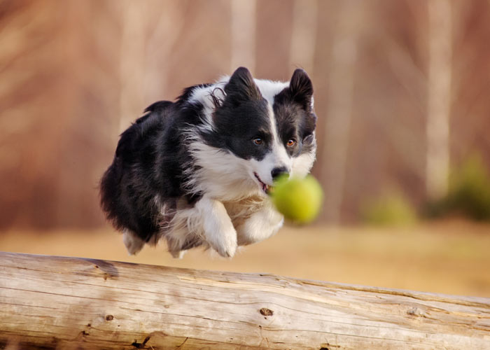 Rennende border collie