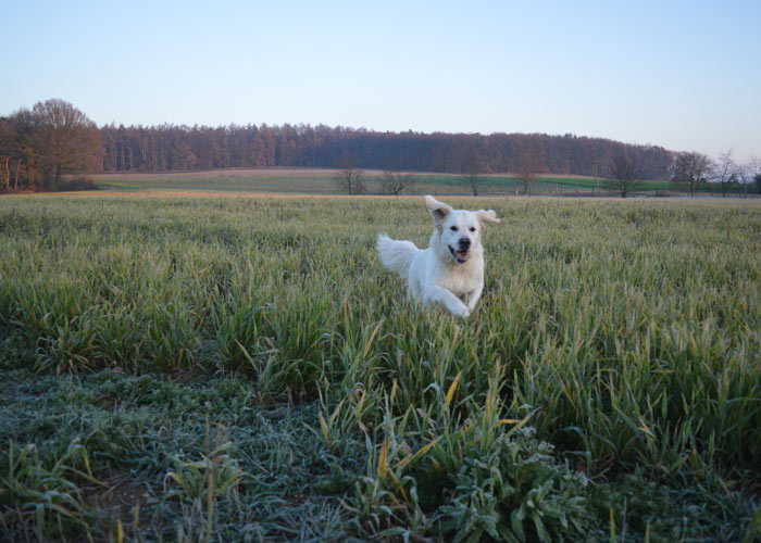 Sporten en shows golden retriever
