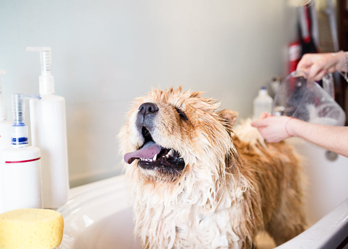 Verzorging van een chowchow puppy