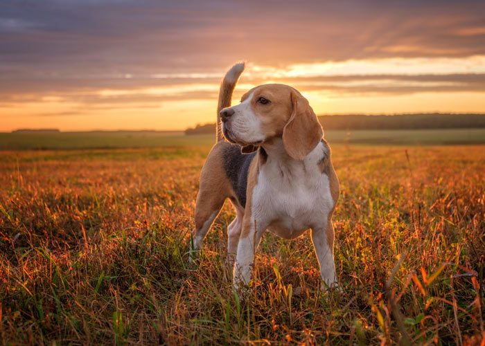 beagle puppy's - algemene informatie