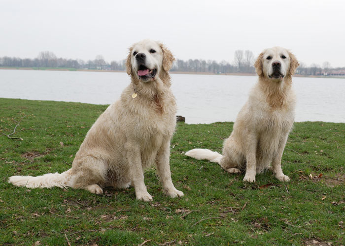 Voortplanting golden retriever