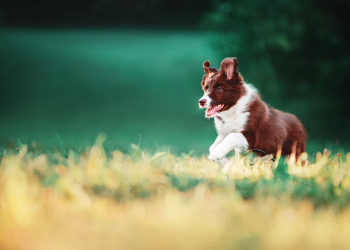 Wat kost een border collie puppy