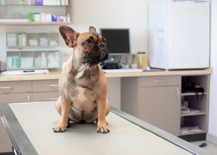 vaak voorkomende aandoeningen bij een Franse bulldog