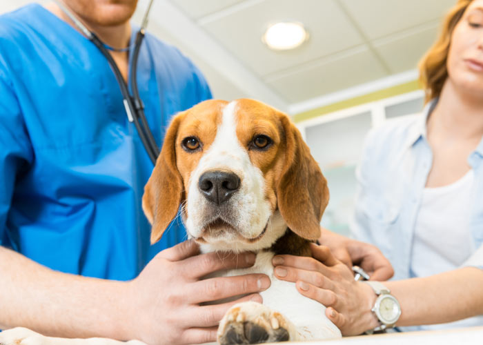 Ziekten en erfelijke aandoeningen van beagles
