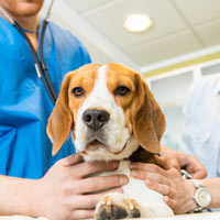 Beagles - ziekten en erfelijke aandoeningen