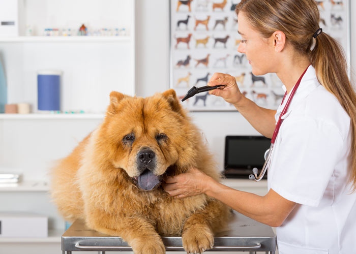 aanschaf en medische kosten chowchow