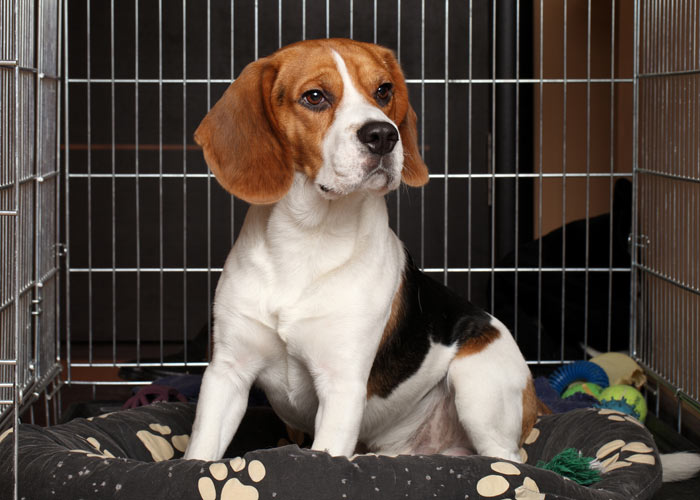 Kosten voor de aanschaf van een beagle puppy
