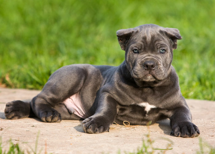 aanschaf en kosten van een cane corso puppy