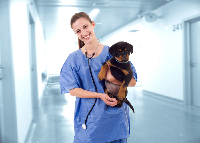 Aanschaf en medische kosten voor een rottweiler puppy