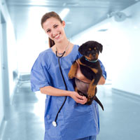 aanschaf en medische kosten voor een rottweiler puppy