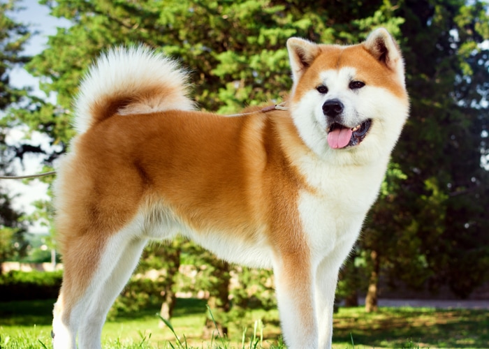 akita puppy