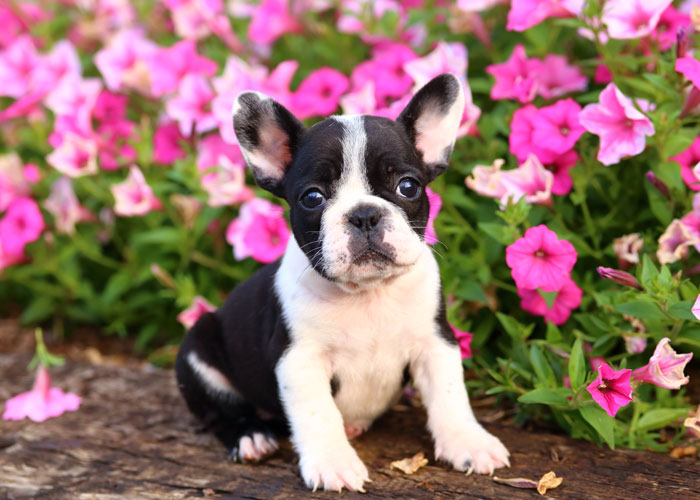 Een Franse bulldog puppy