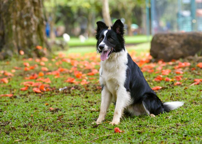 algemene informatie over de border collie