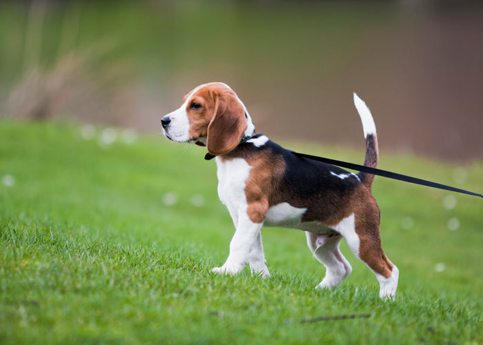 Algemene informatie over de beagle