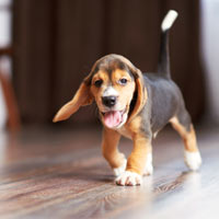 beagle puppies opvoeden