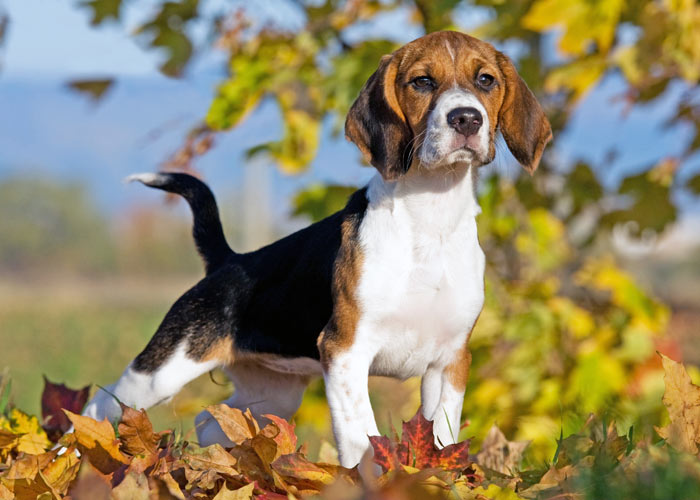 beagle hondenras