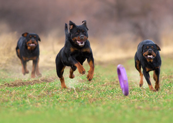 Beweging voor de rottweiler