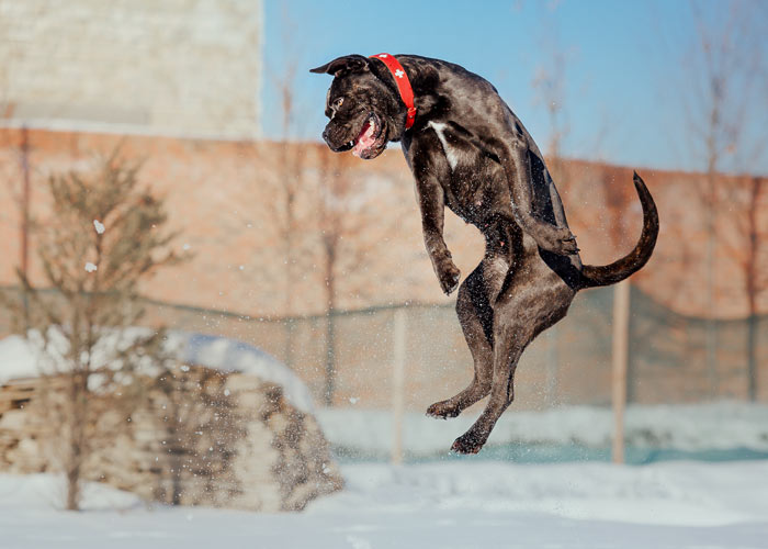 cane corso die fysiek bezig is