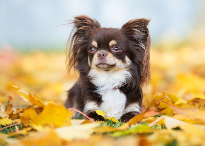 Chihuahua (puppy karakter) -