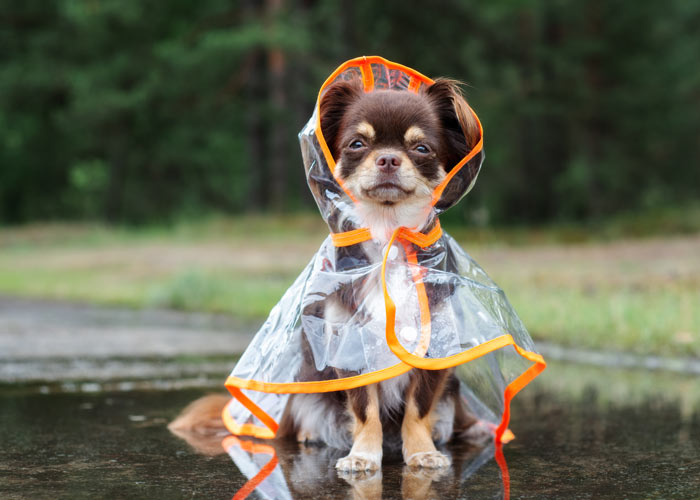 Chihuahua rasvereniging met evenementen kalender