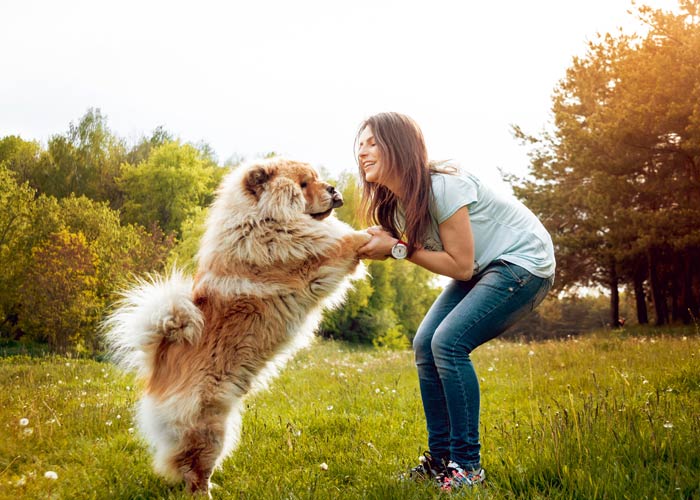 Chowchow introductie