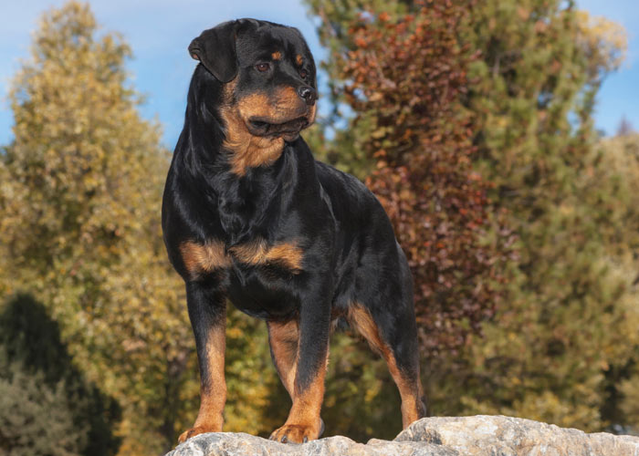 De rottweiler met het karakter van een trouwe beschermer