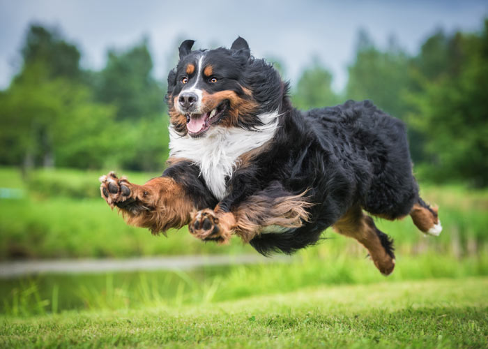 Actief springende Berner sennen hond