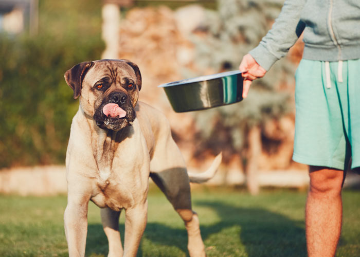 Het opvoeden van een cane corso pup