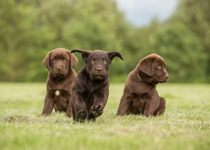 rust Post laat staan Labrador retriever (puppy info, geschiedenis, karakter) - Puppygroep.nl