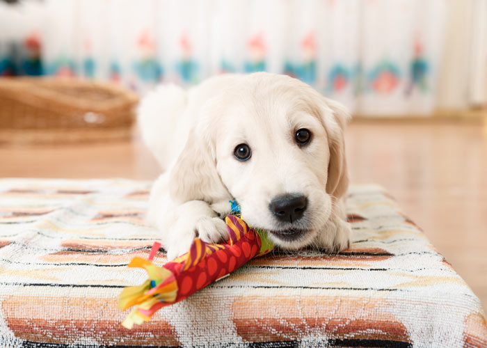 golden retriever algemeen