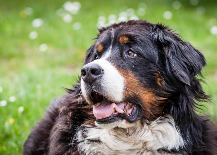 sennenhond info, geschiedenis, karakter) Puppygroep.nl