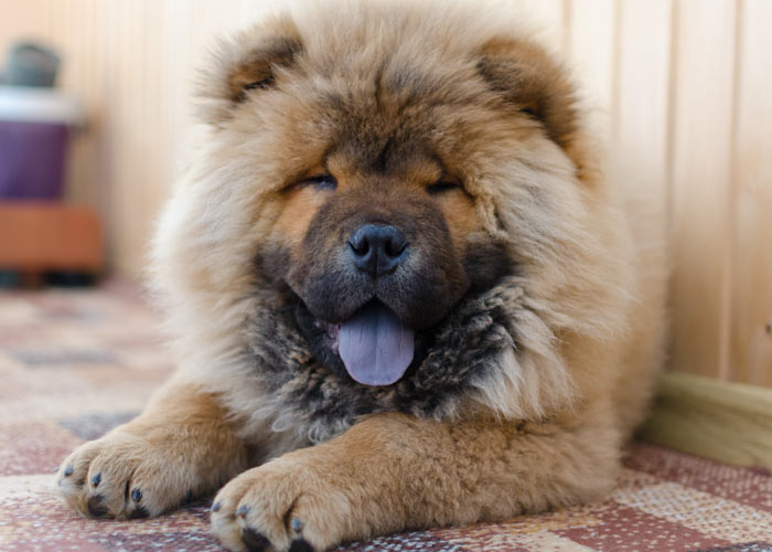 het karakter van de chowchow