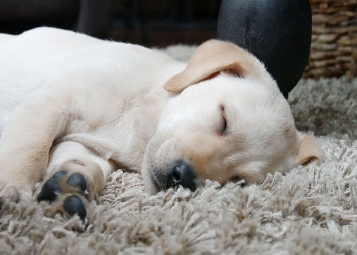 Karaktereigenschappen van een labrador puppy
