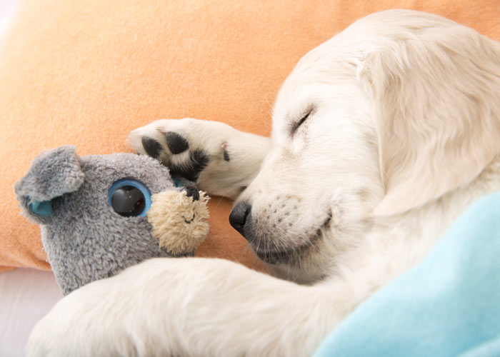 het karakter van een golden retriever
