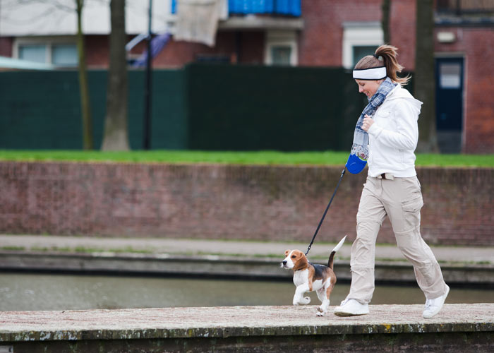 Het opvoeden van een beagle puppy