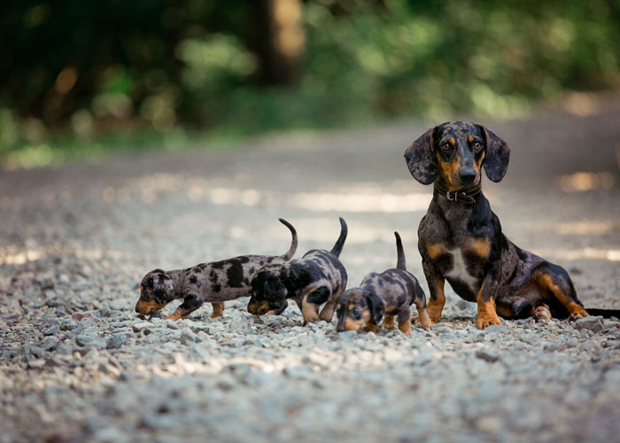 De opvoeding van een teckel puppy
