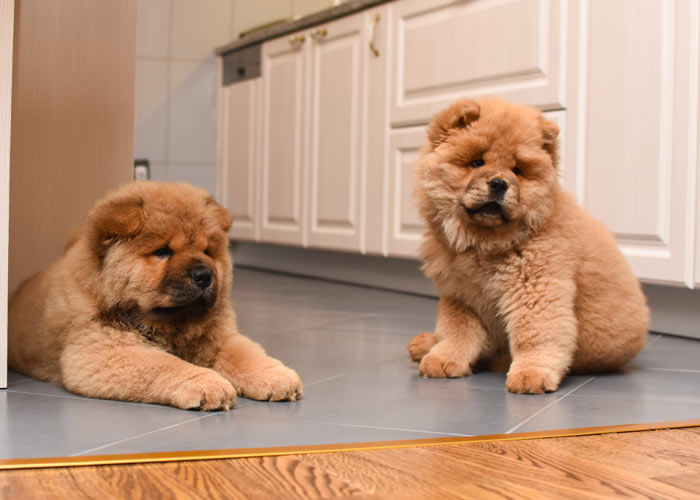 Chowchow (puppy karakter) Puppygroep.nl