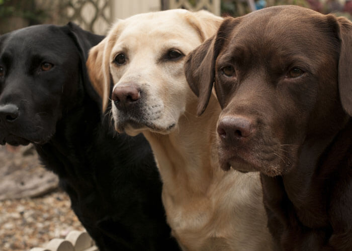 Uiterlijke kenmerken labrador