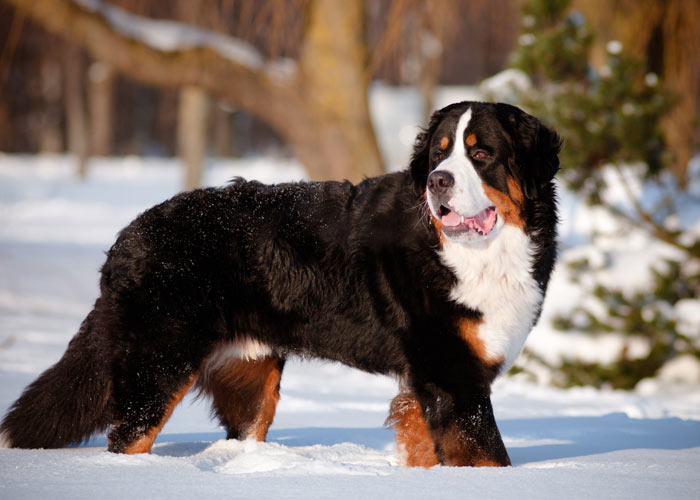 sennenhond info, geschiedenis, karakter) Puppygroep.nl