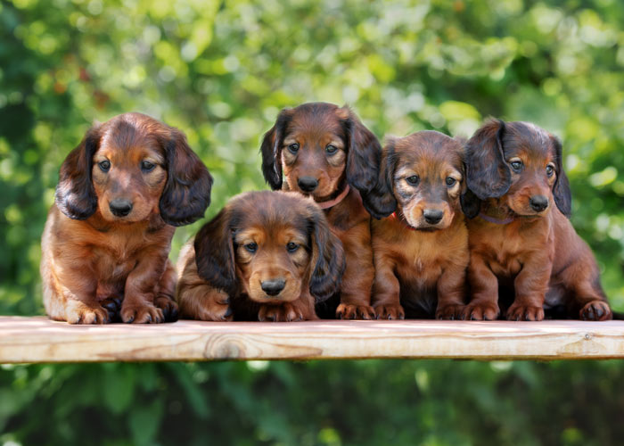 Het uiterlijk van teckel puppy's