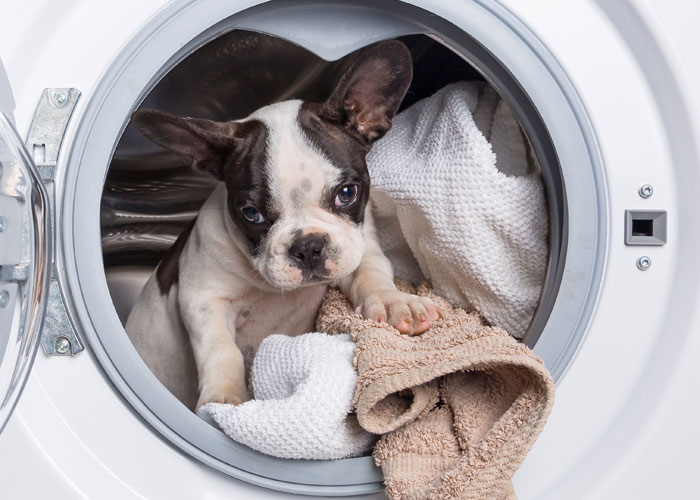 Hoe verzorg je een Franse bulldog puppy