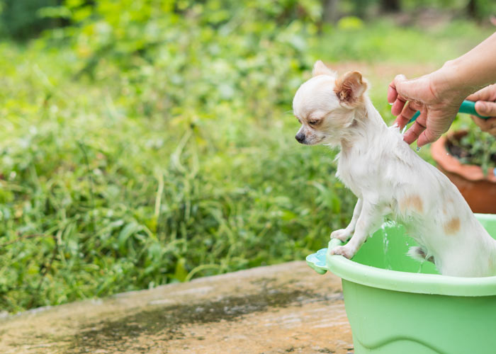Alles over de verzorging van de chihuahua