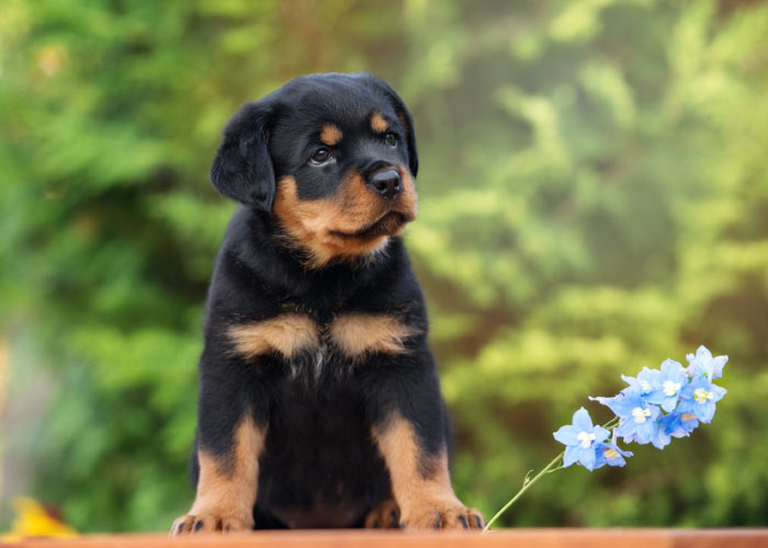 Hoe verzorg je een rottweiler puppy