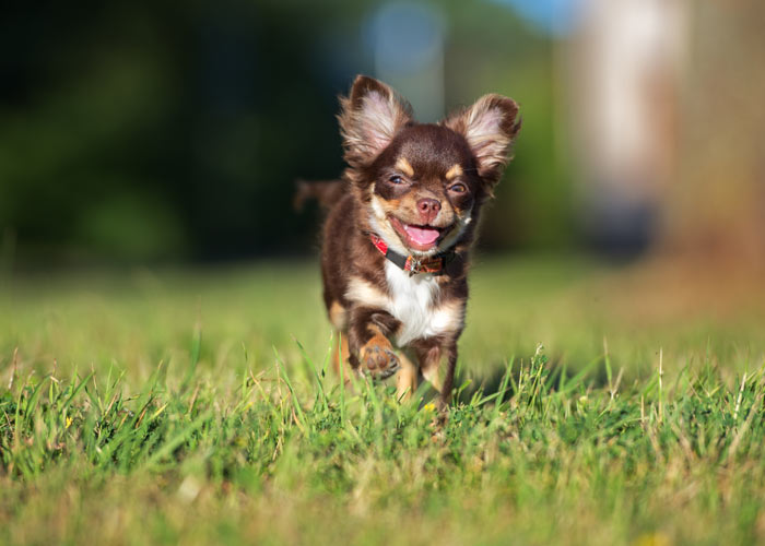 hoe voed je chihuahua puppies op?
