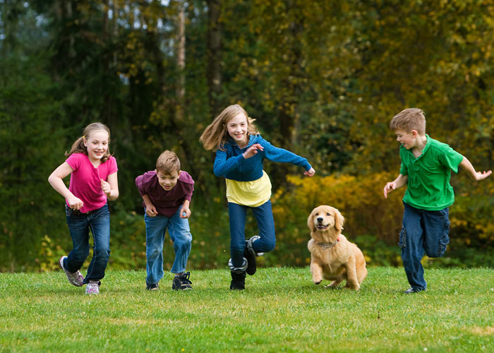 Fysieke en mentale uitdaging golden retriever