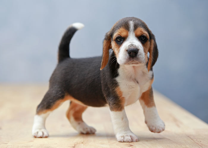karakter van een beagle
